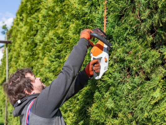 Hedge cutting and shaping service Brisbane — Gabe's Tree Services