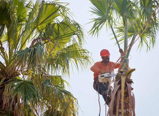 Palm tree cleaning and removal Brisbane — Gabe's Tree Services