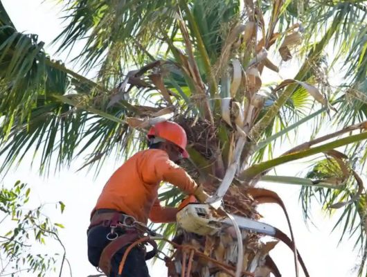 Palm cleaning South Brisbane — Gabe's Tree Services