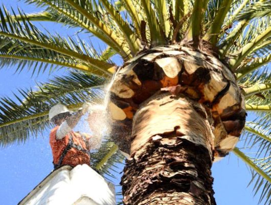 Palm tree removal South Brisbane — Gabe's Tree Services