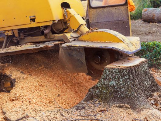 Stump grinding South Brisbane — Gabe's Tree Services