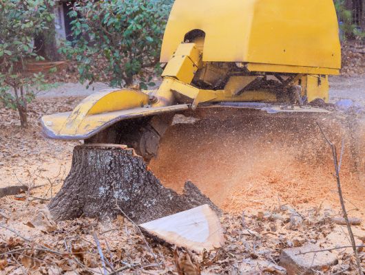 Professional stump grinding service South Brisbane