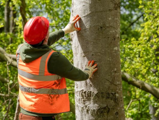 Professional tree risk assessment South Brisbane — Gabe's Tree Services