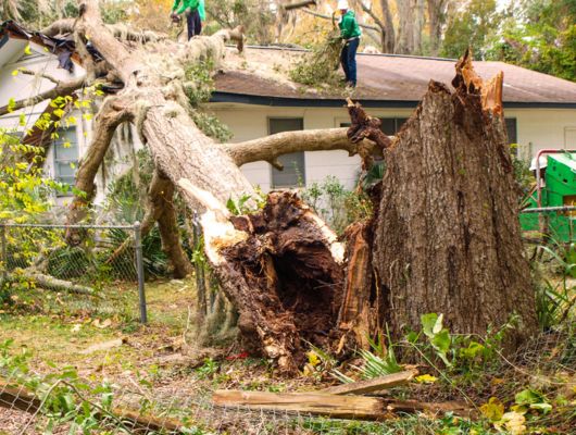 Tree inspection service South Brisbane — Gabe's Tree Services