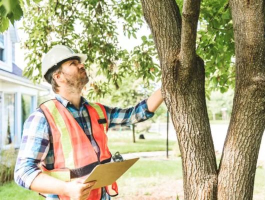 Professional arborist tree assessment Brisbane