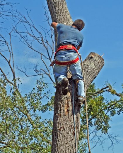 Tree inspection and access service South Brisbane