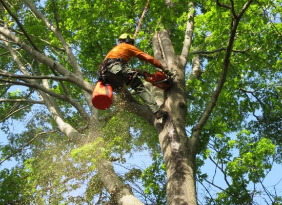Professional tree pruning and trimming South Brisbane — Gabe's Tree Services