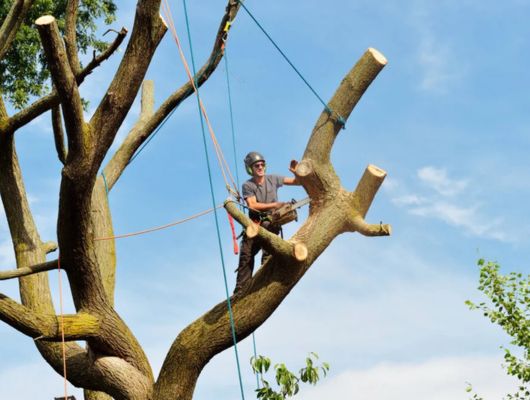 Tree pruning service South Brisbane — Gabe's Tree Services