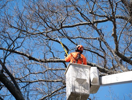 Precision tree pruning South Brisbane — Gabe's Tree Services