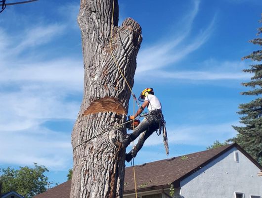 Tree removal project South Brisbane — Gabe's Tree Services