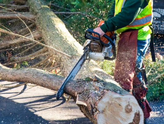 Safe tree removal South Brisbane — Gabe's Tree Services controlled dismantling