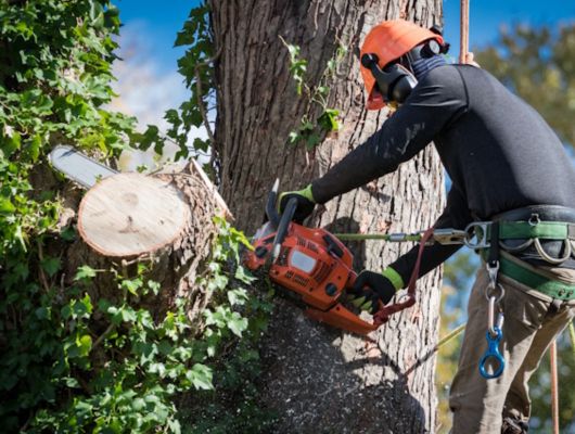 Tree pruning service Brisbane Southside