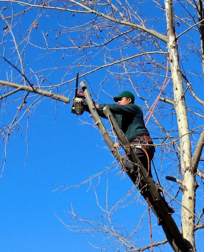 Professional tree removal South Brisbane