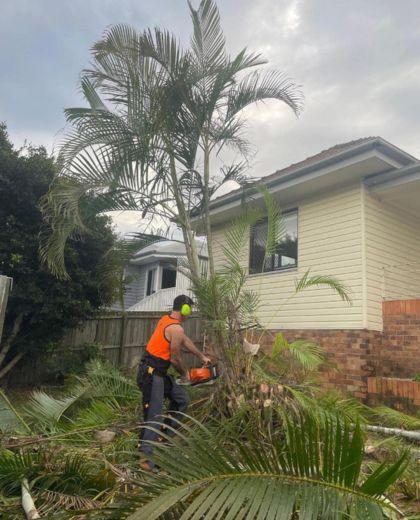 Professional palm removal South Brisbane