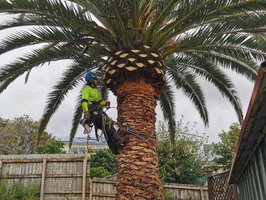 Professional palm cleaning South Brisbane — Gabe's Tree Services