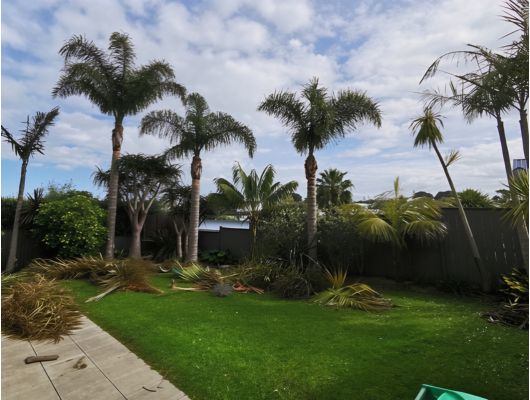 Palm frond removal Brisbane Southside