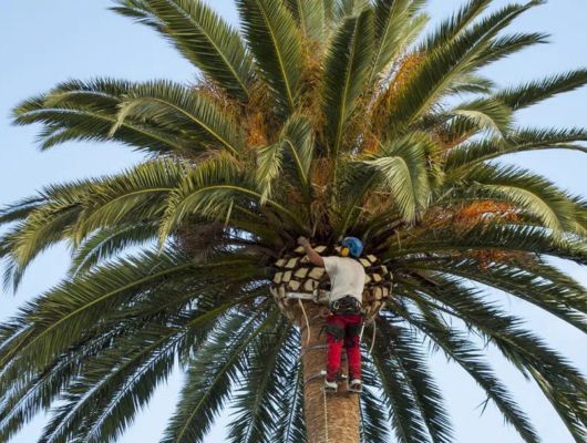 Palm frond cleaning service South Brisbane — Gabe's Tree Services