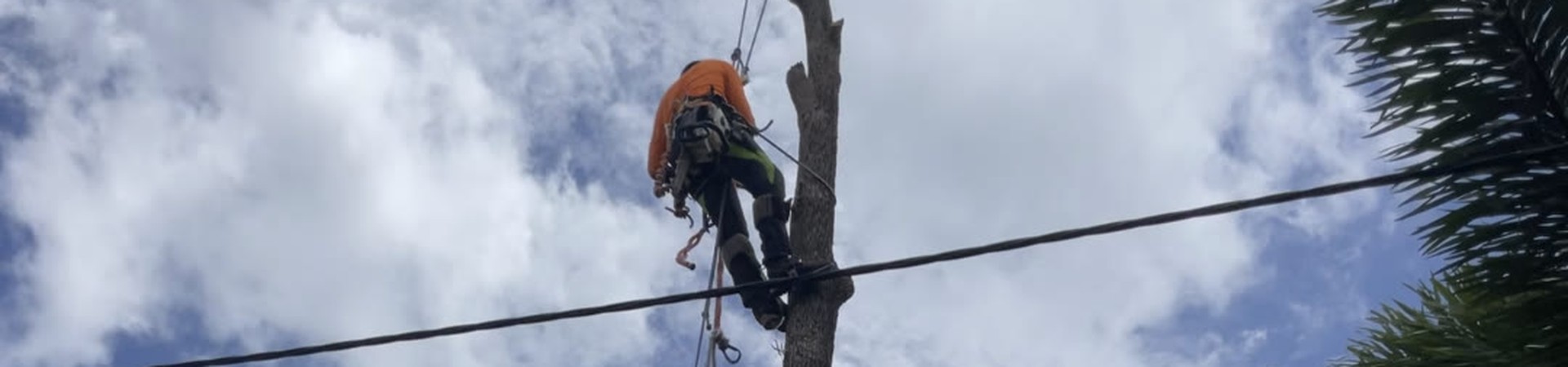 Arborist in a harness climbing a tall tree trunk beside power lines in Brisbane