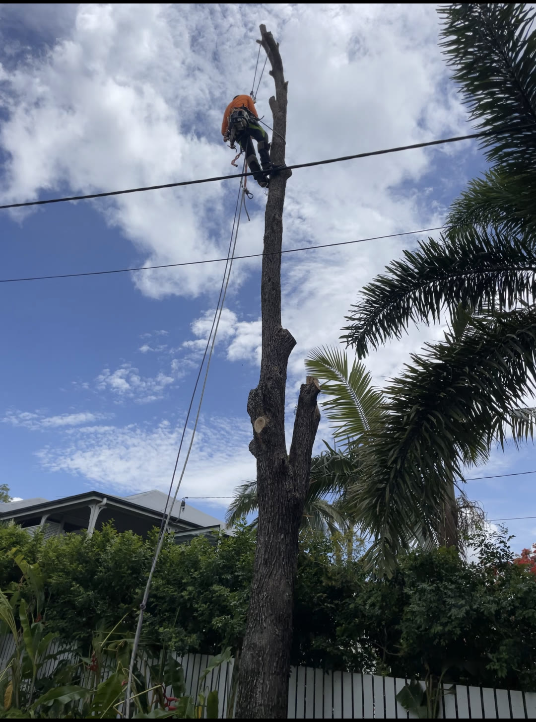 Arborist in a harness climbing a tall tree trunk beside power lines in Brisbane