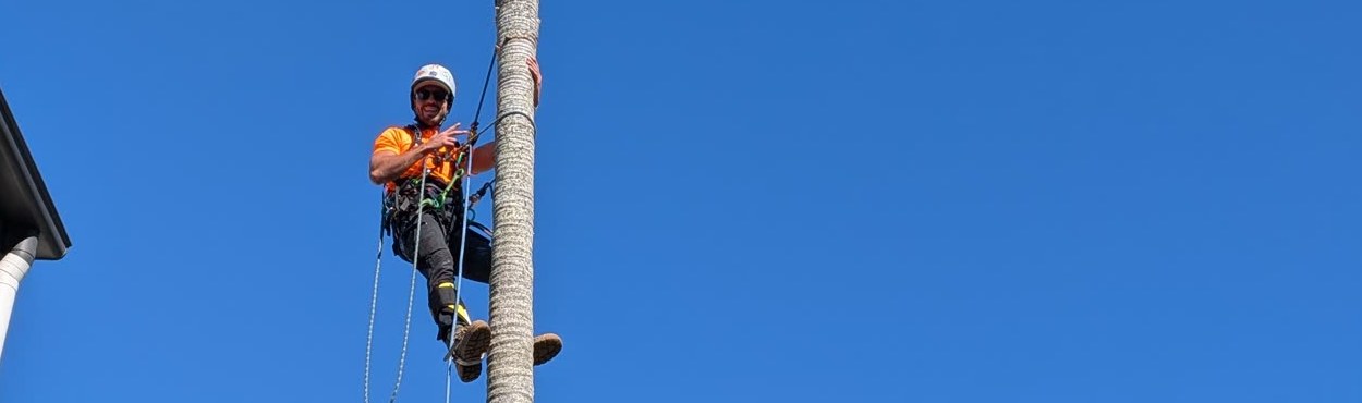 Arborist climbing a tall palm trunk beside a Queenslander home in Brisbane